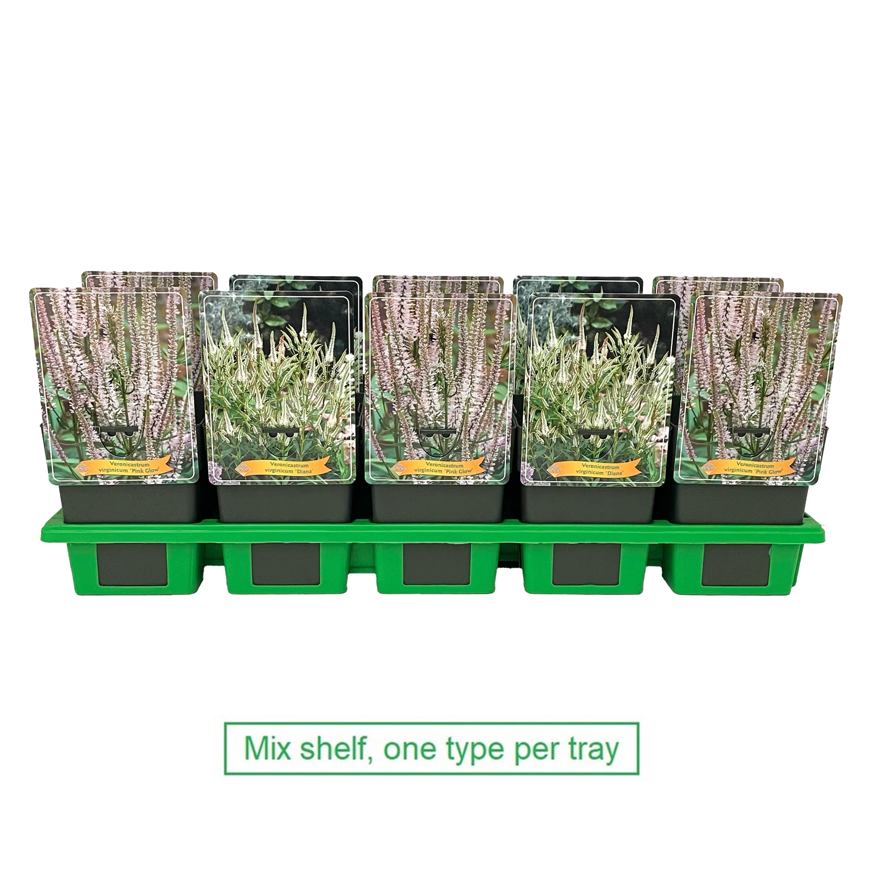Veronicastrum mix laag P11, D 11