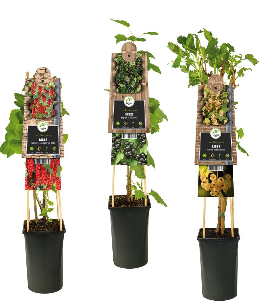 Mixtray Fruit, berries +3.0 label, D 17