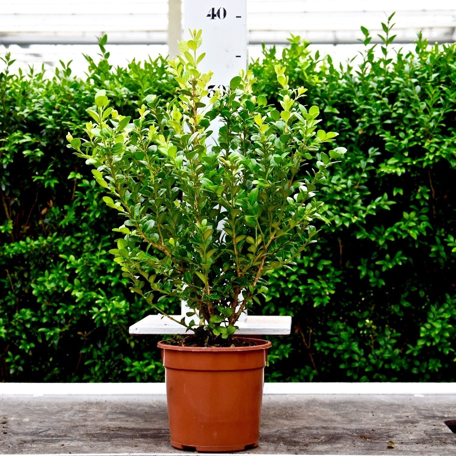 Buxus microphylla 'Faulkner' 25-30cm struik, D 13