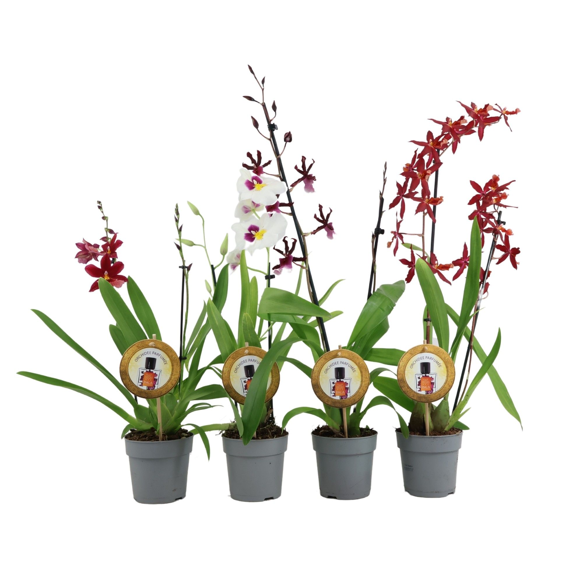 Inca Parfumee mix 2 spike, D 12