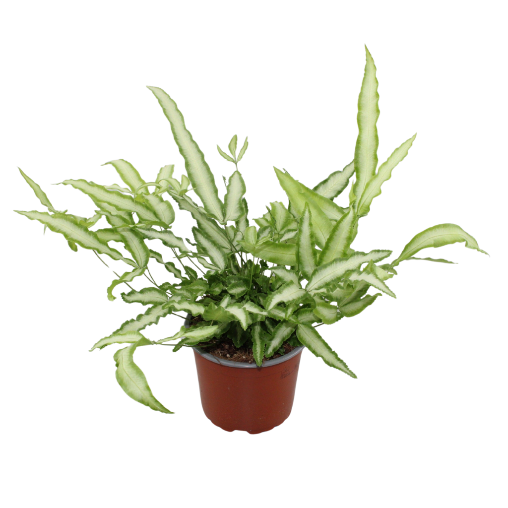 Pteris Cretica 'Albolineata', D 12