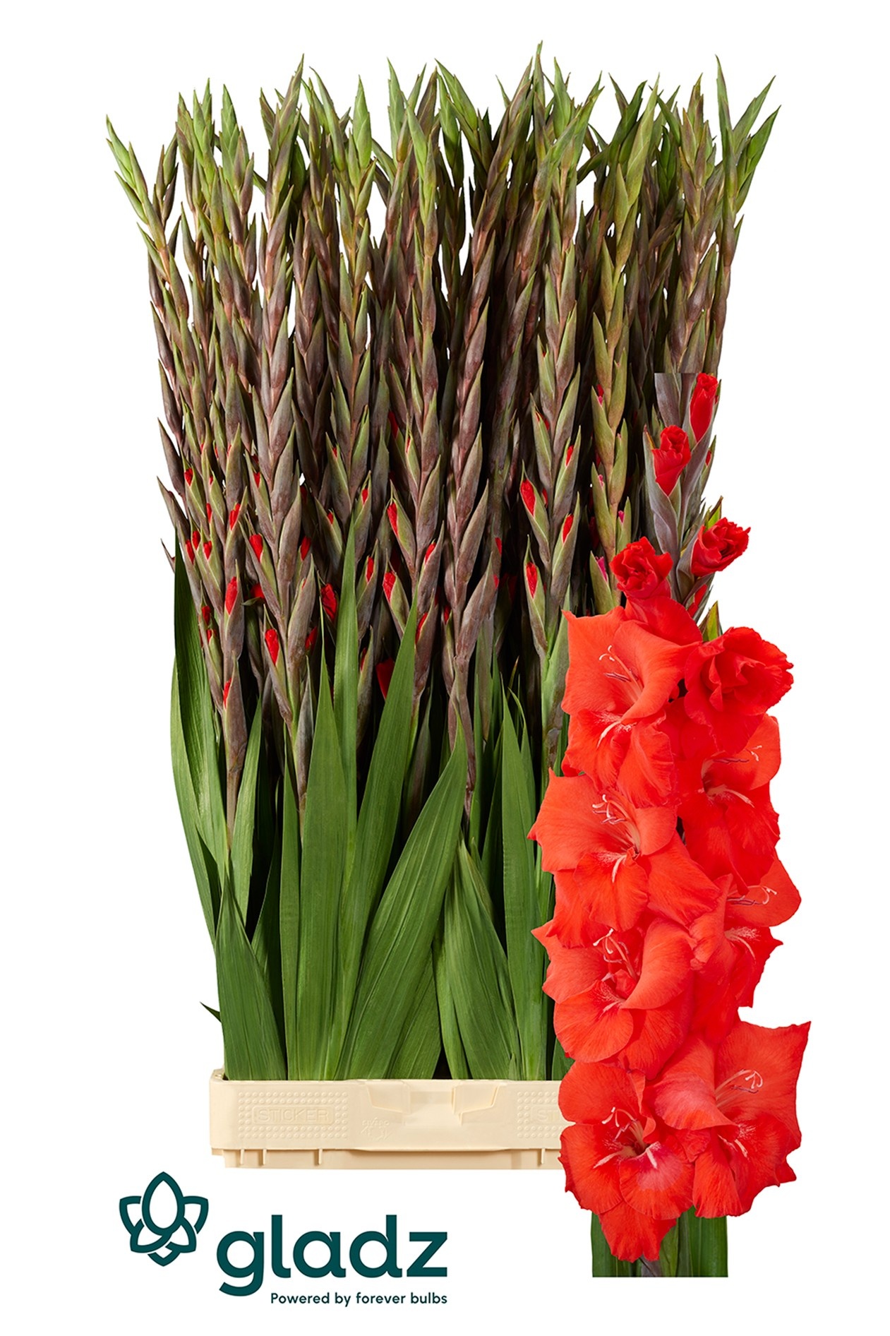 Гладиолус Бунга 120, шт.