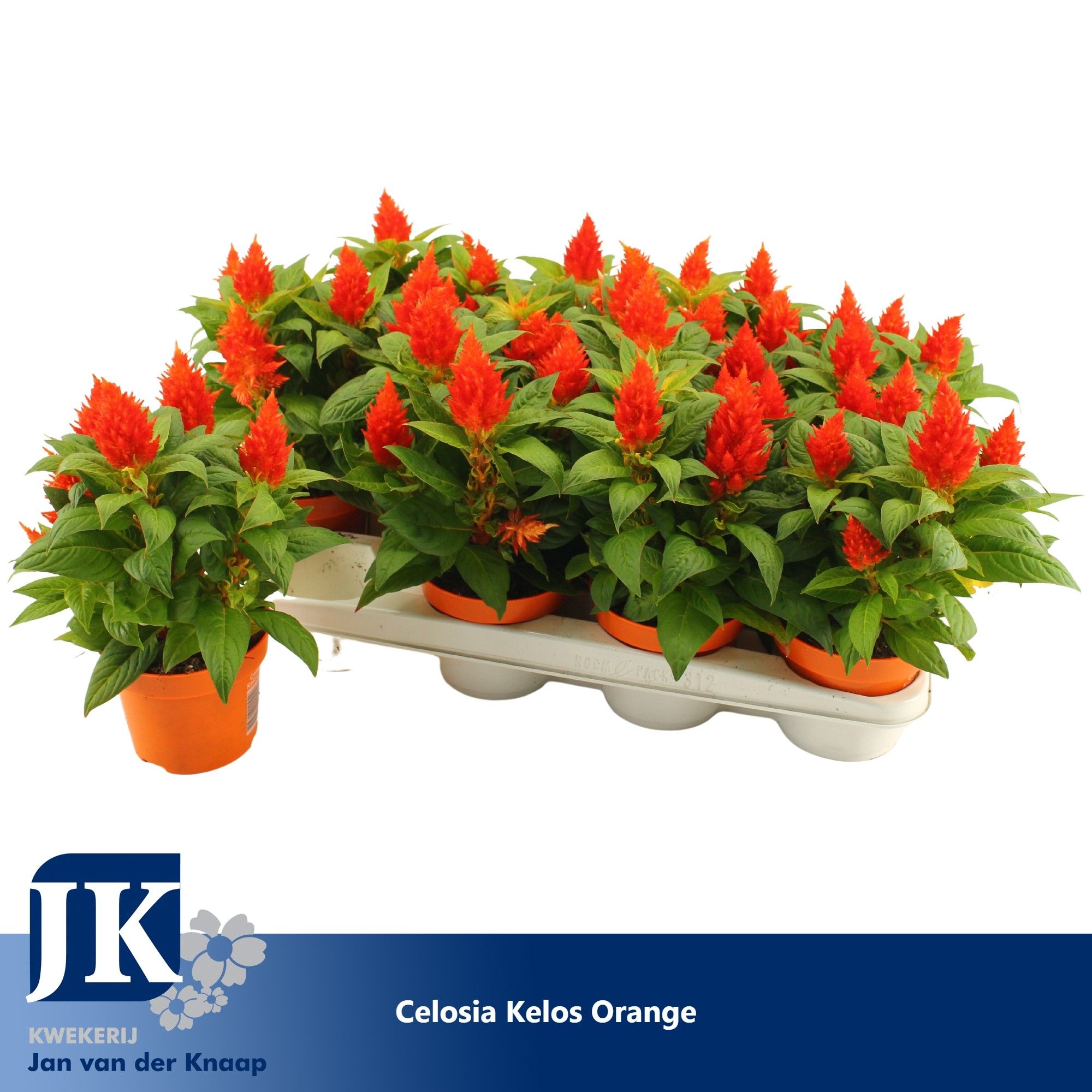 Celosia Kelos Fire Orange, D 12