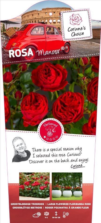 Rosa 'Manora' - 110 Stam - Exclusive Collection, D 24