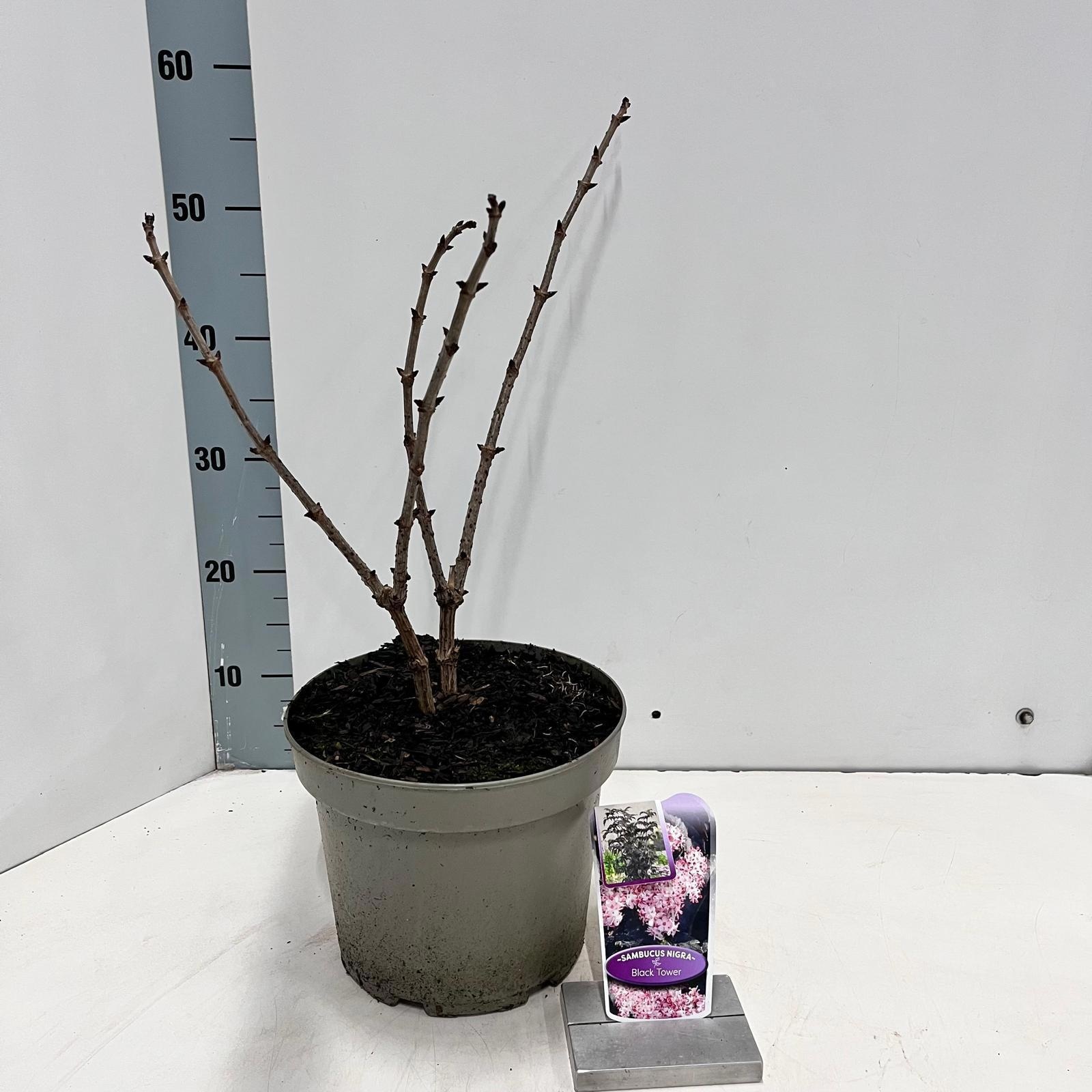Sambucus nigra Black Tower ('Eiffel 1'PBR), D 23