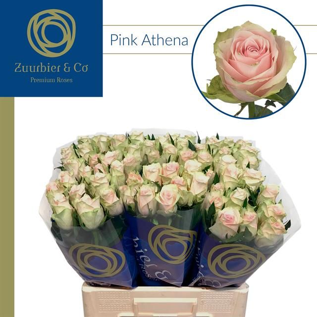 Роза од. Пинк Атена 60, шт.