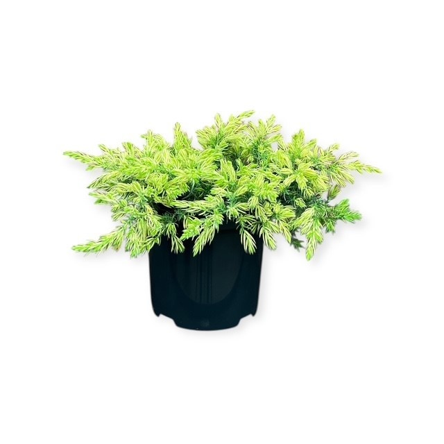 Juniperus conferta 'Sunflower' ᴾᴮᴿ, D 18 cm Juniperus conferta 'Sunflower' ᴾᴮᴿ, D 18 cm