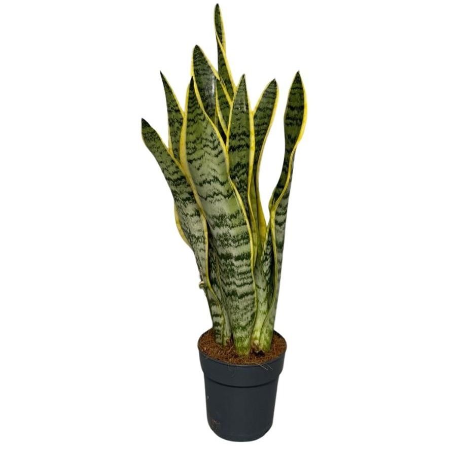 Sansevieria laurentii, D 12