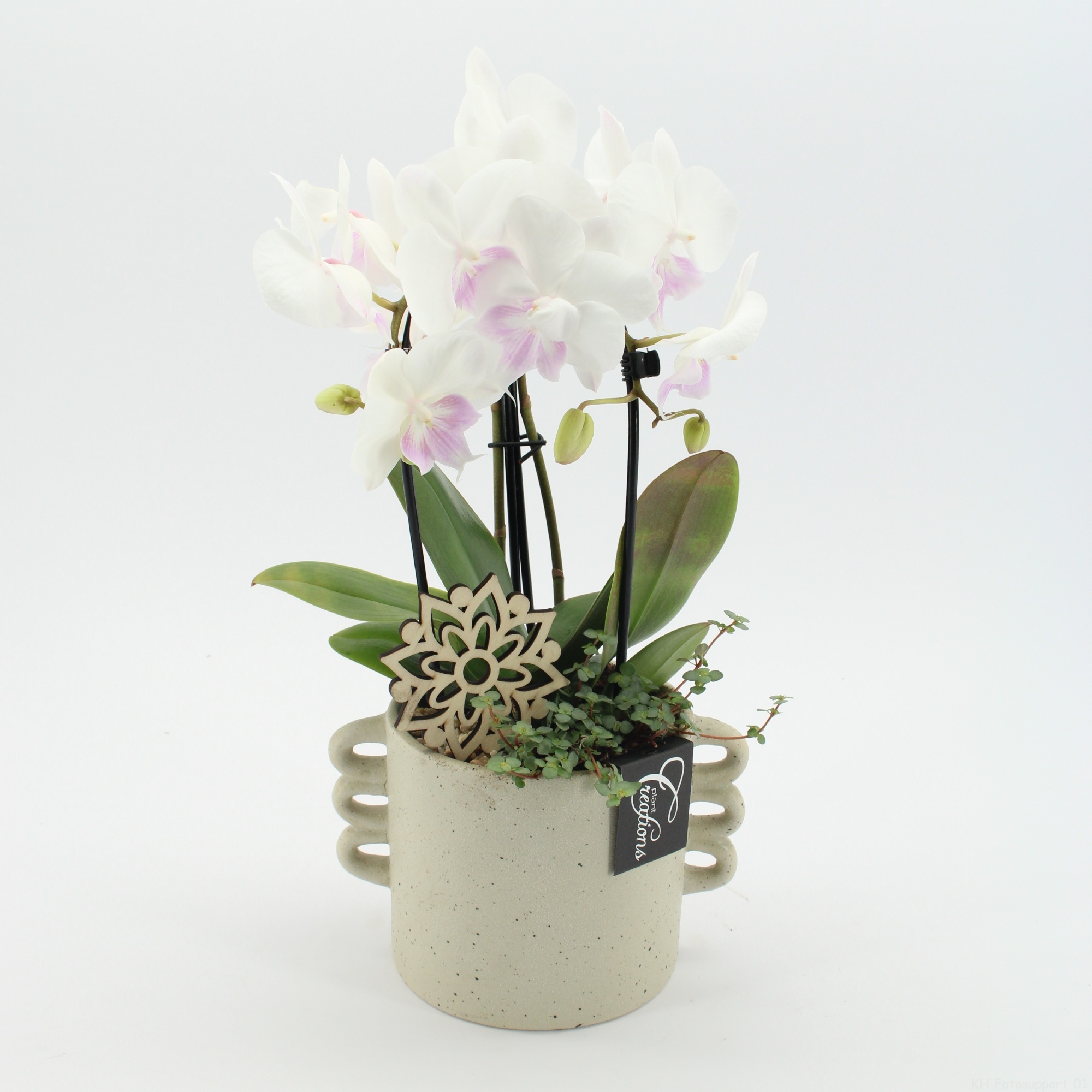 PHAL-2616W Phalaenopsis creatie, D 18