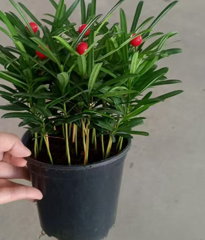 Подокарпус макрофиллус 14 28