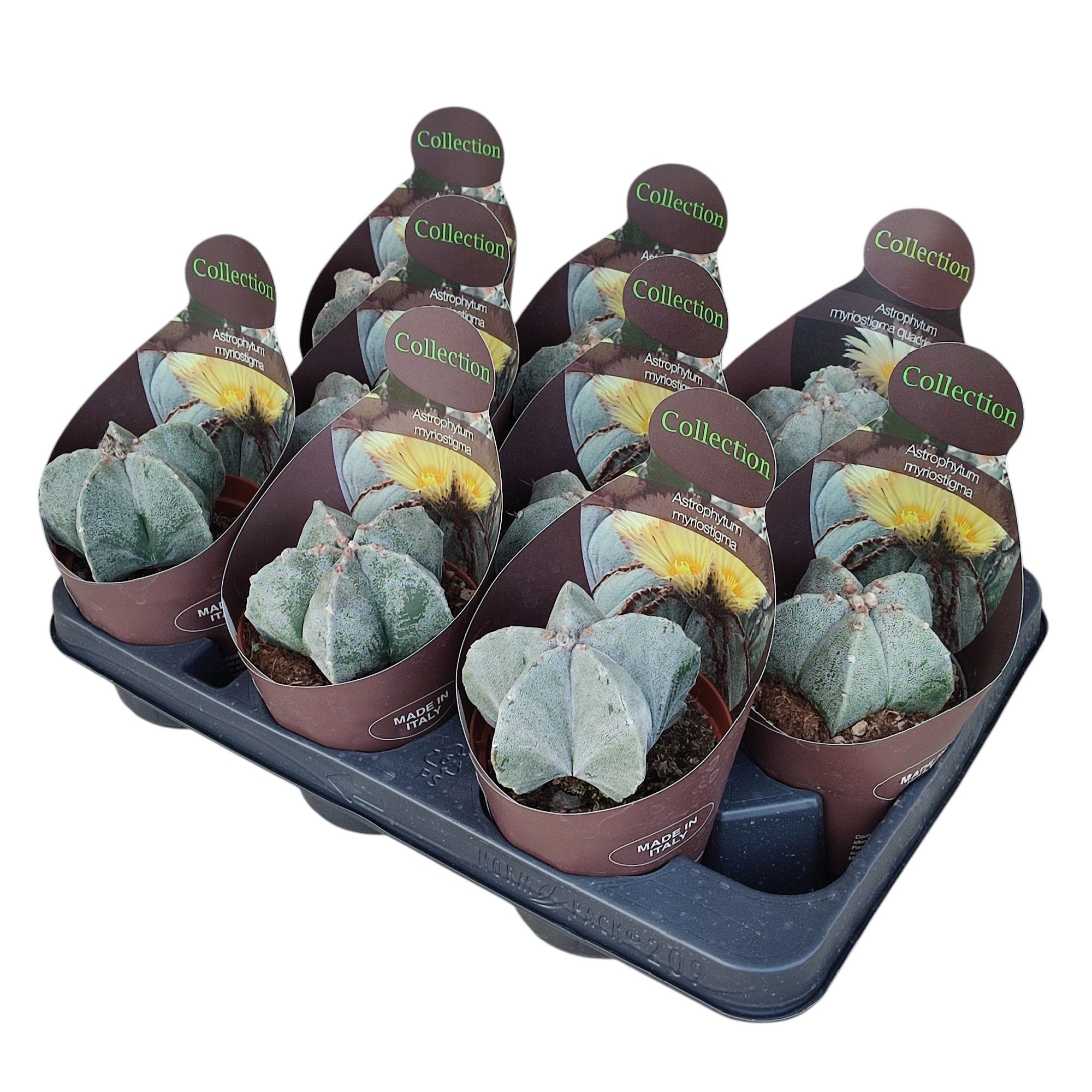 ASTROPHYTUM MYRIOSTIGMA - POT Ø 10,5 - COLLECTION WITH POTCOVER (CACTUS), D 10,5