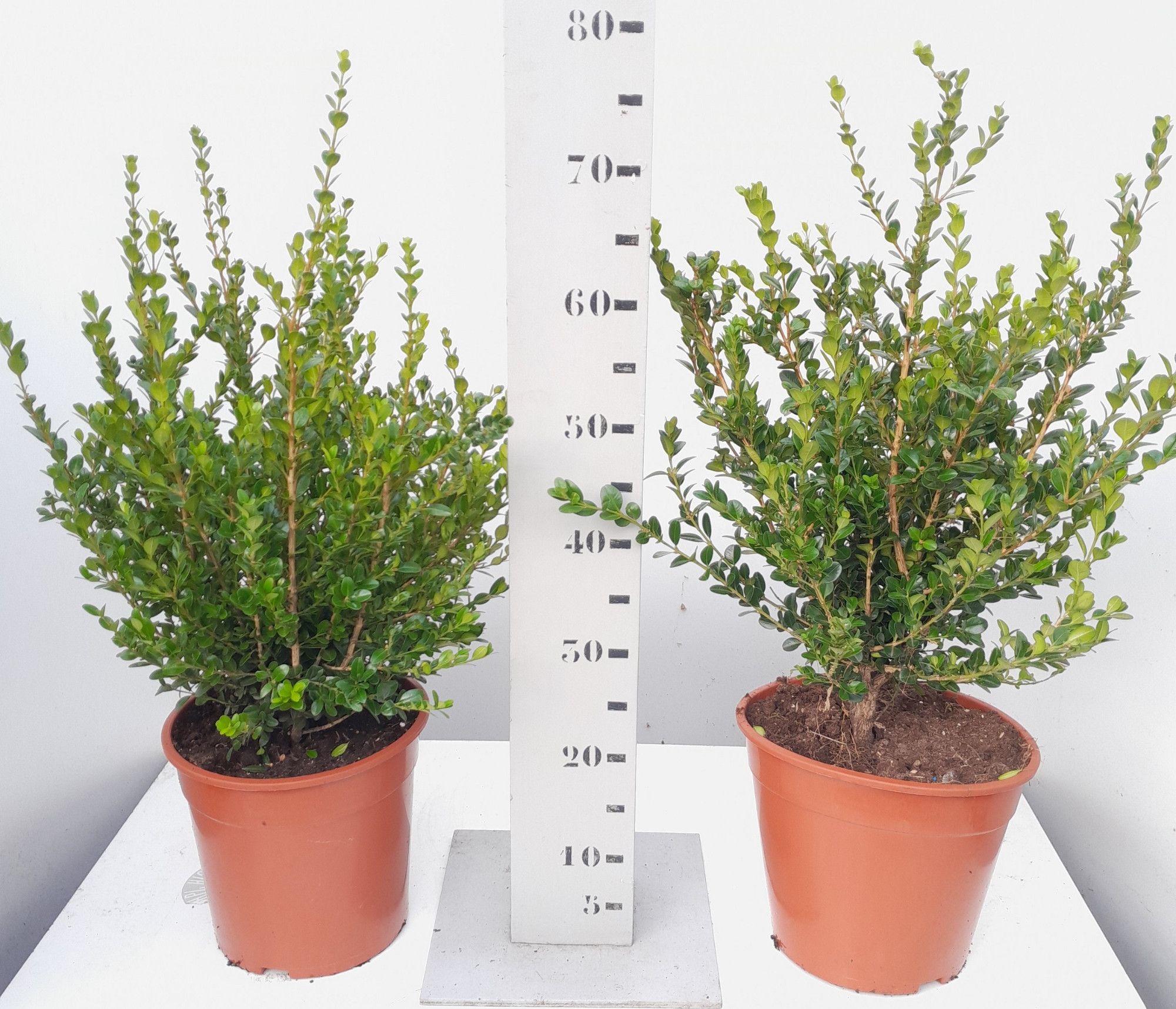Buxus microphylla Faulkner struik 40-50 p24, D 24