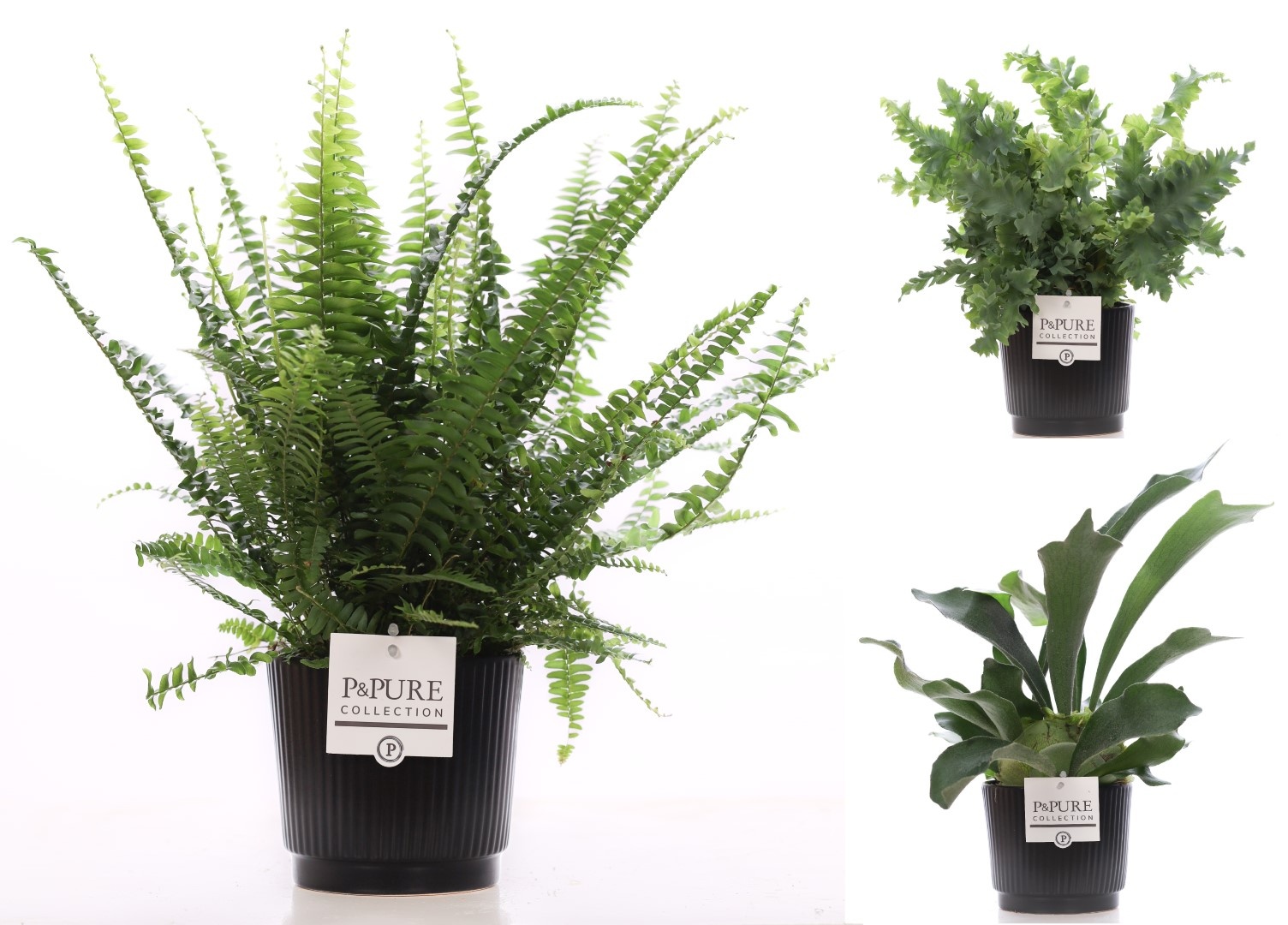 Varens gemengd in P&PURE Liv ceramics matt black, D 12