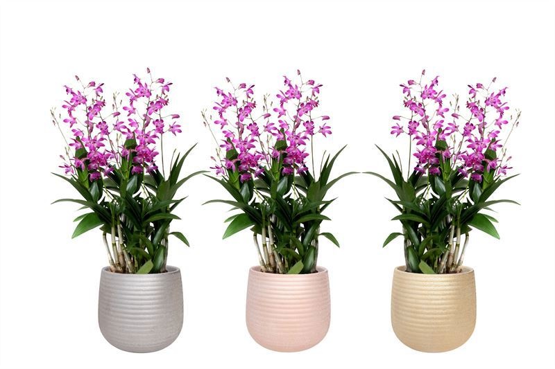 Jolene p12 mix Dendrobium Berry Oda 06T40+, D 12