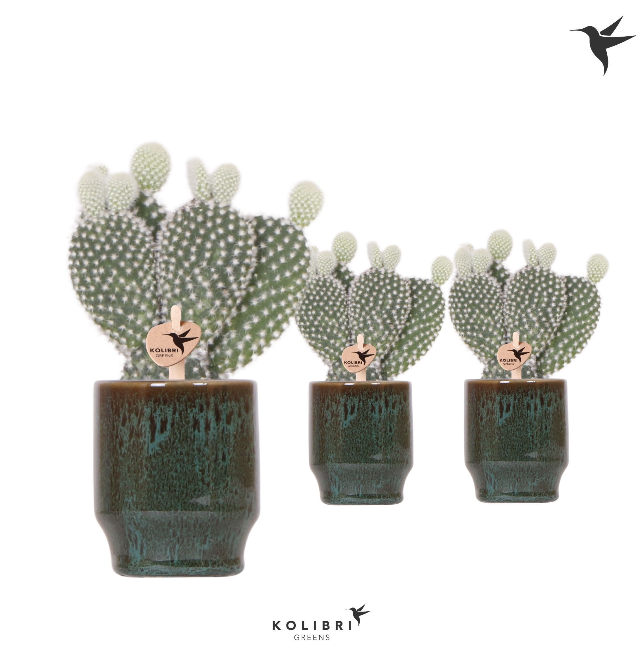 Kolibri Greens Opuntia white in Classy pot green, D 6 cm