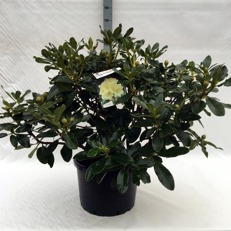 Rhodo. 'Horizon Monarch' yellow, D 45