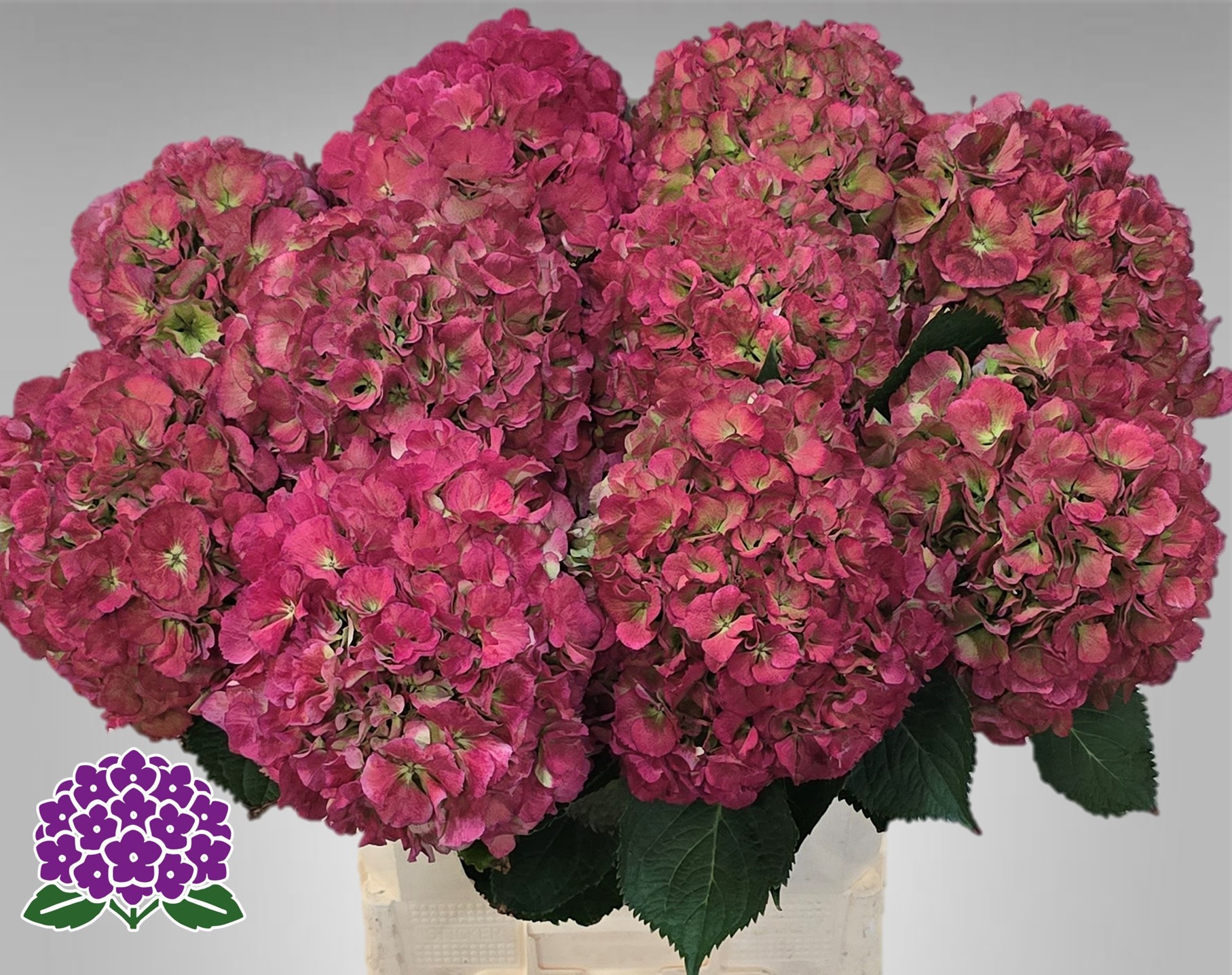 Гортензия Элбтал Классик 60, шт.