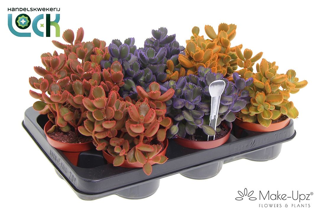Cotyledon Ladismithiensis Make Upz kleuren mix, D 10,5 cm