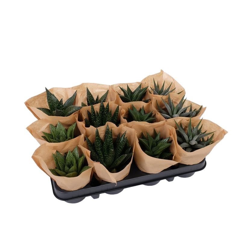 SUKKULENTER MIX PAPERBAG 529001, D 9 cm