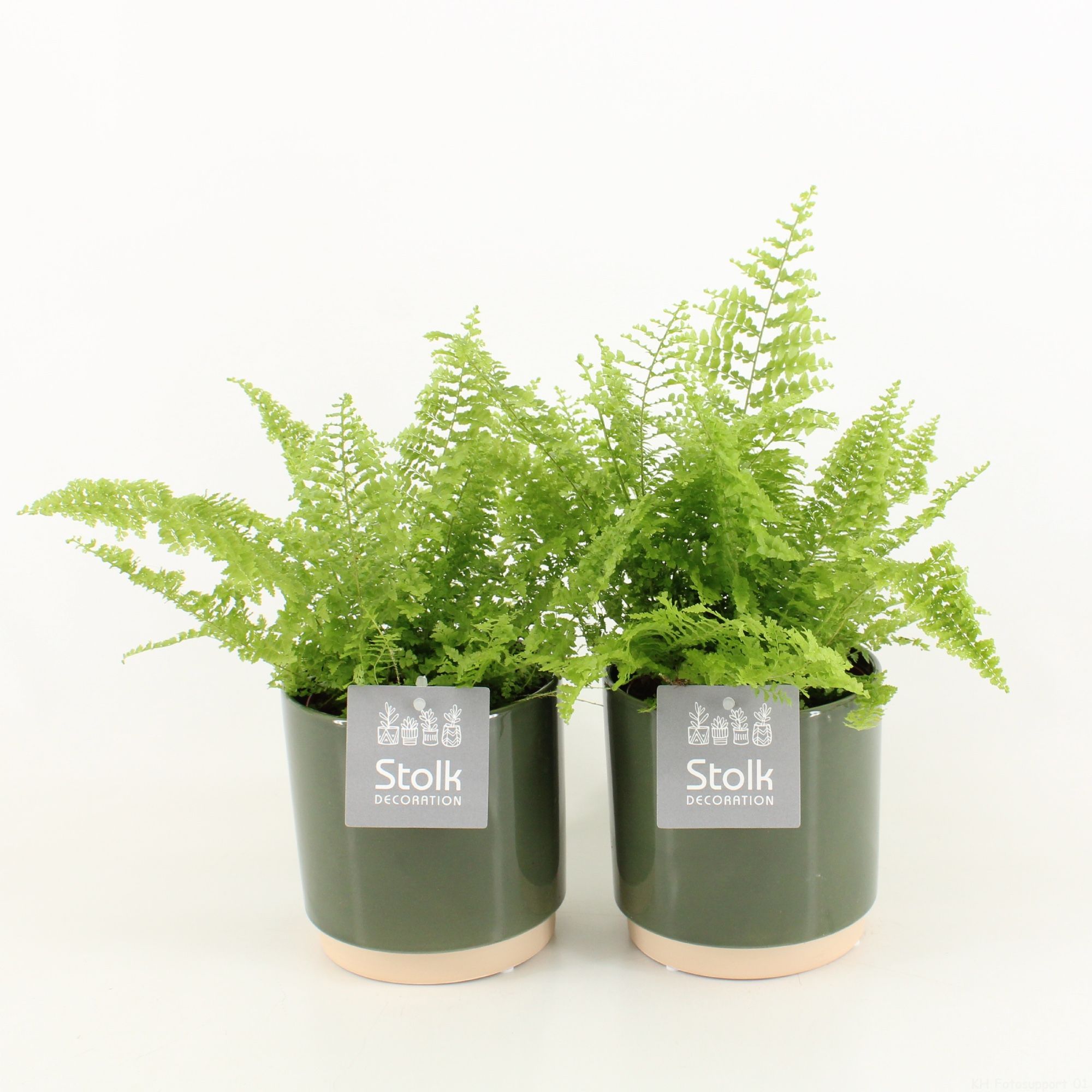 Varens in Julia keramiek, D 13