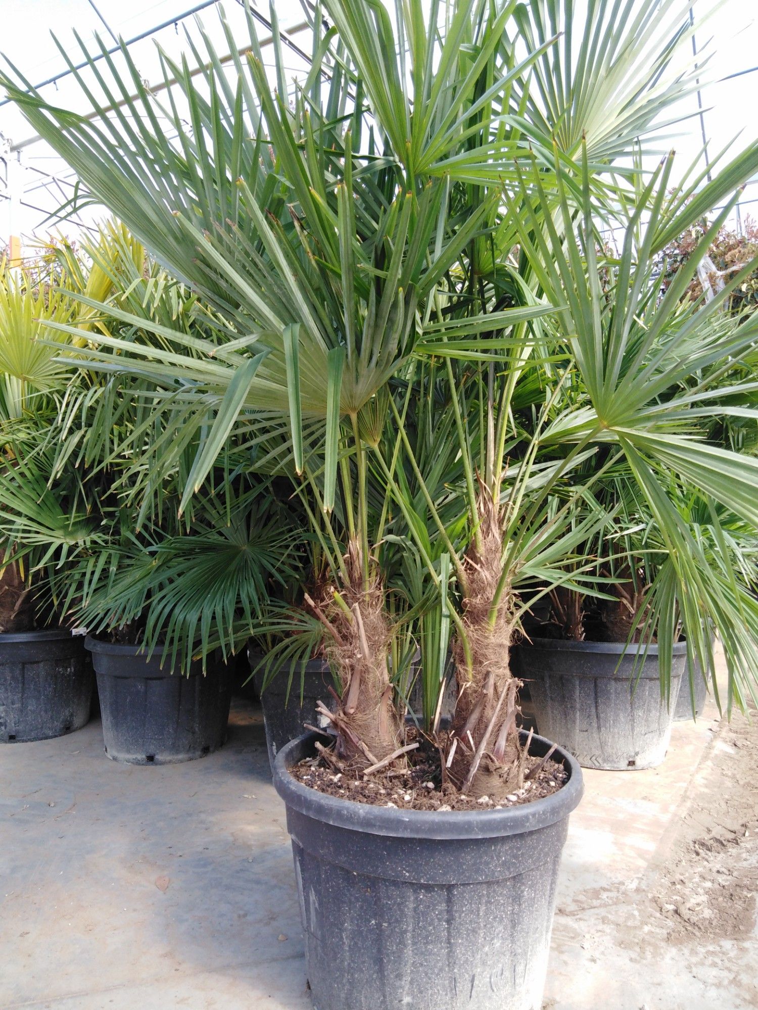 Trachycarpus fortunei, D 40