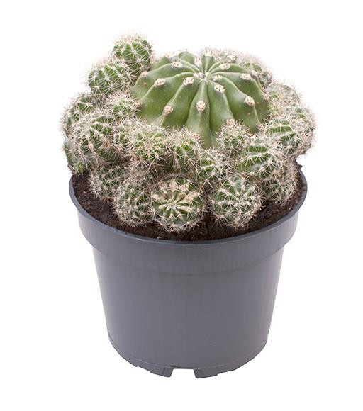 MATUCANA MADISONIORUM 'Polzii', D 9 cm