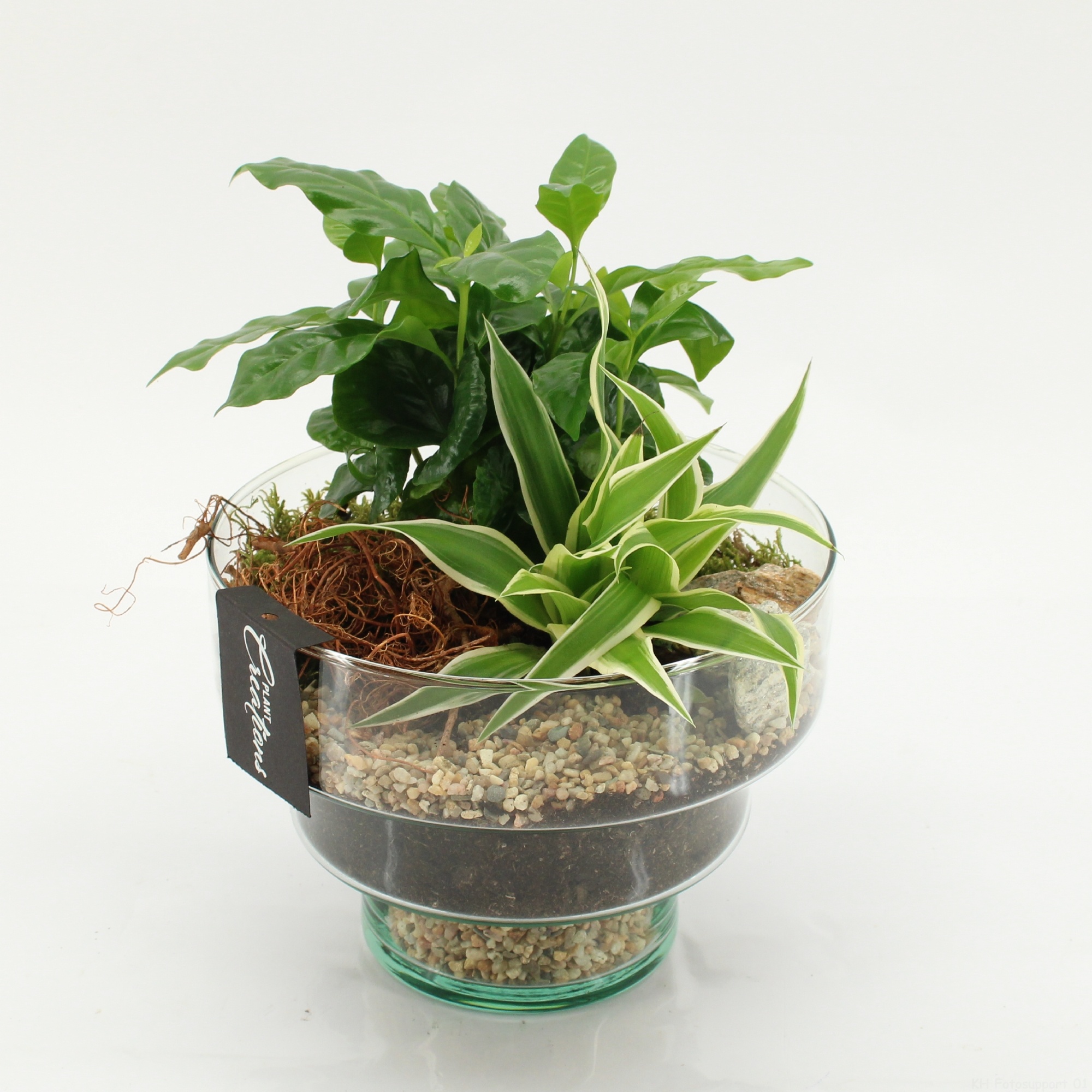 GRCR-2607 Green Essentials, D 17