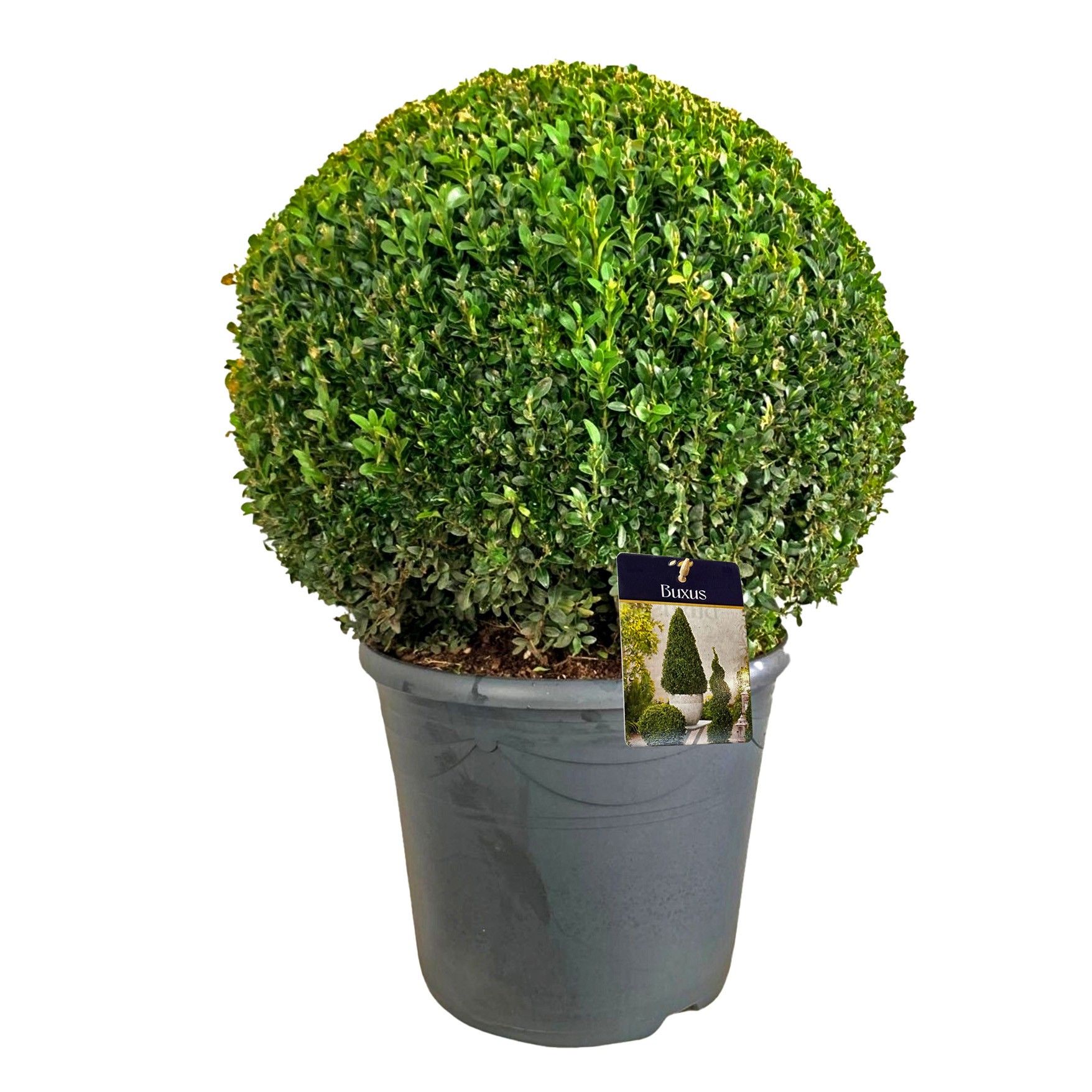 Buxus semp. Bol 55-60 cm c24/p40, D 40