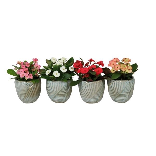 L 67035 With Euphorbia Milii 6 cm, D 6 cm