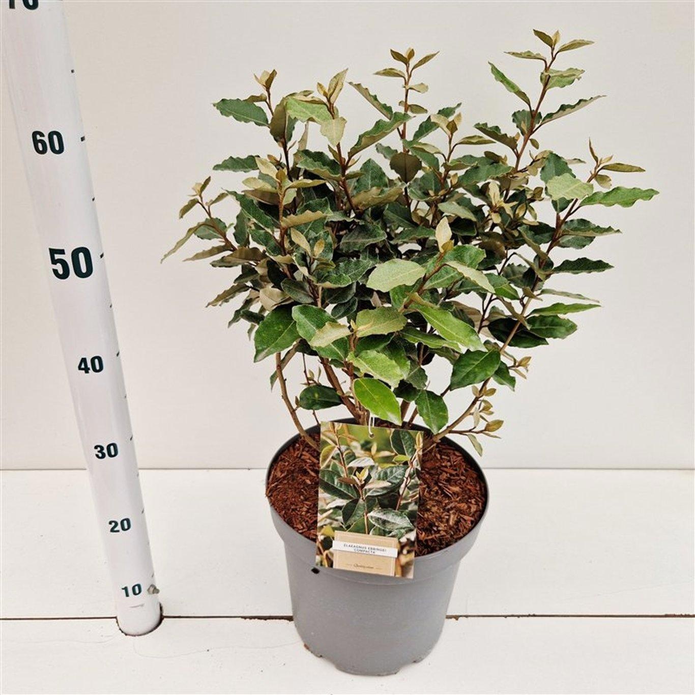 Elaeagnus ebbingei 'Compacta', D 26