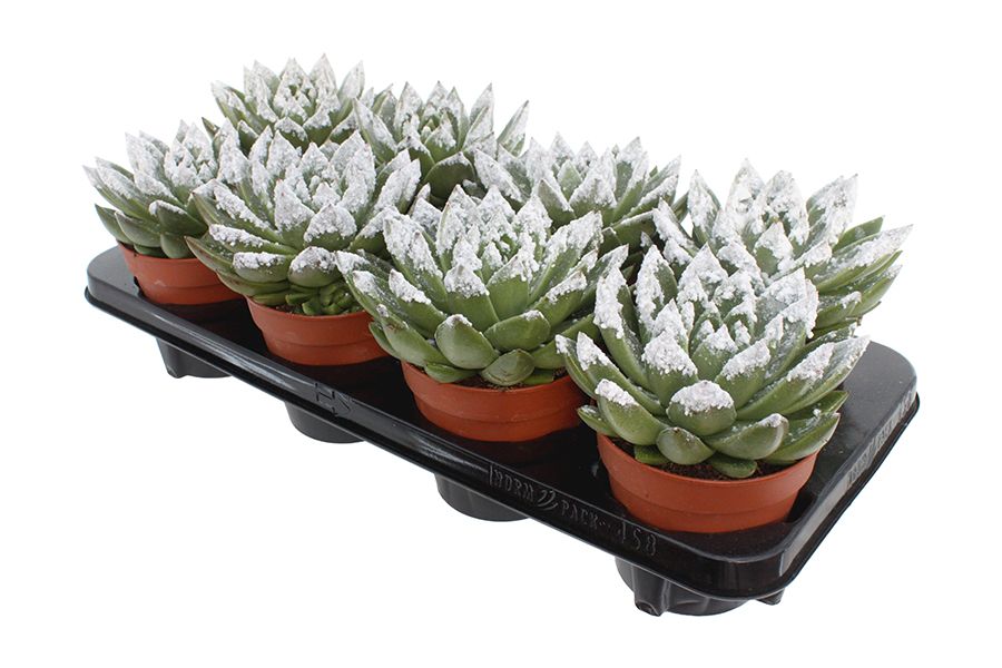 Miranda + snowy tips, D 12