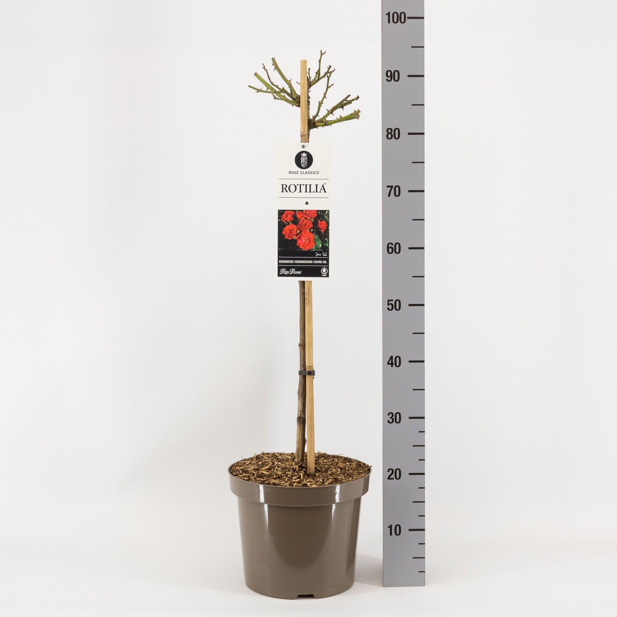 Rosa (P) Rotilia ®, stam 70, C7.5, D 26