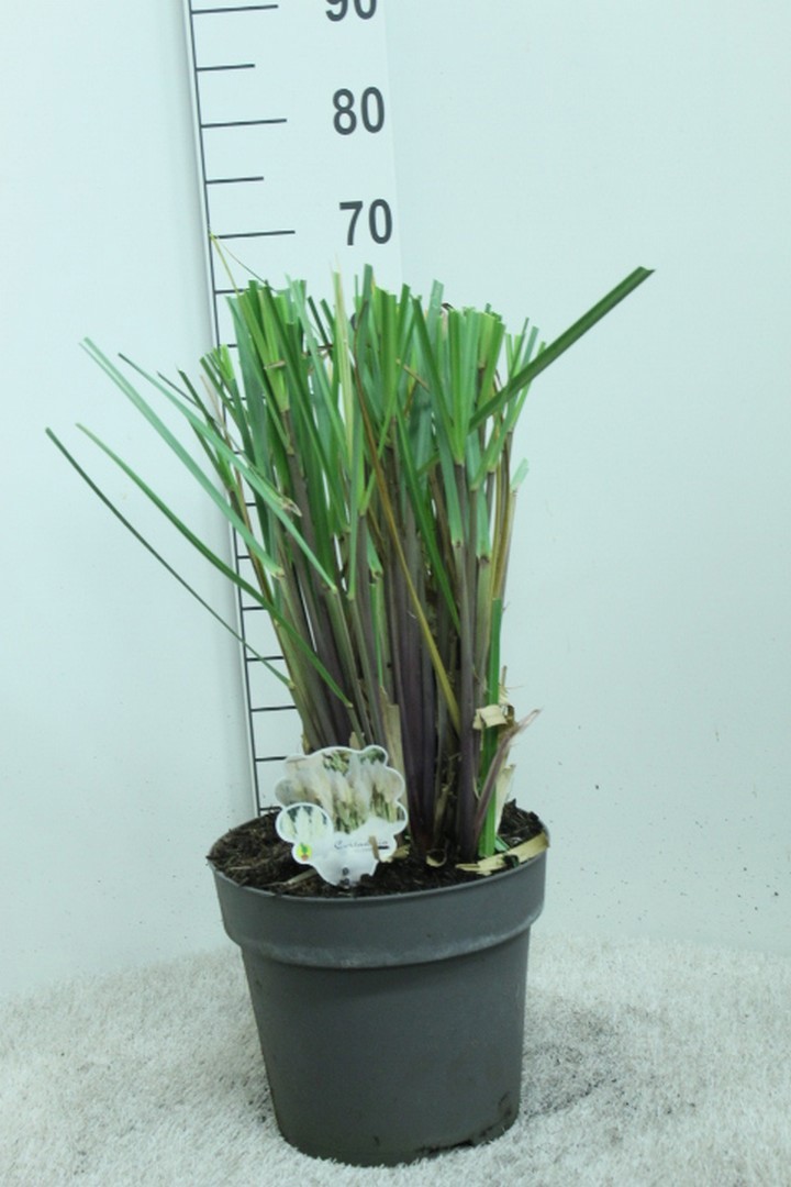 Cortaderia selloana 'Rosea' P29, D 29