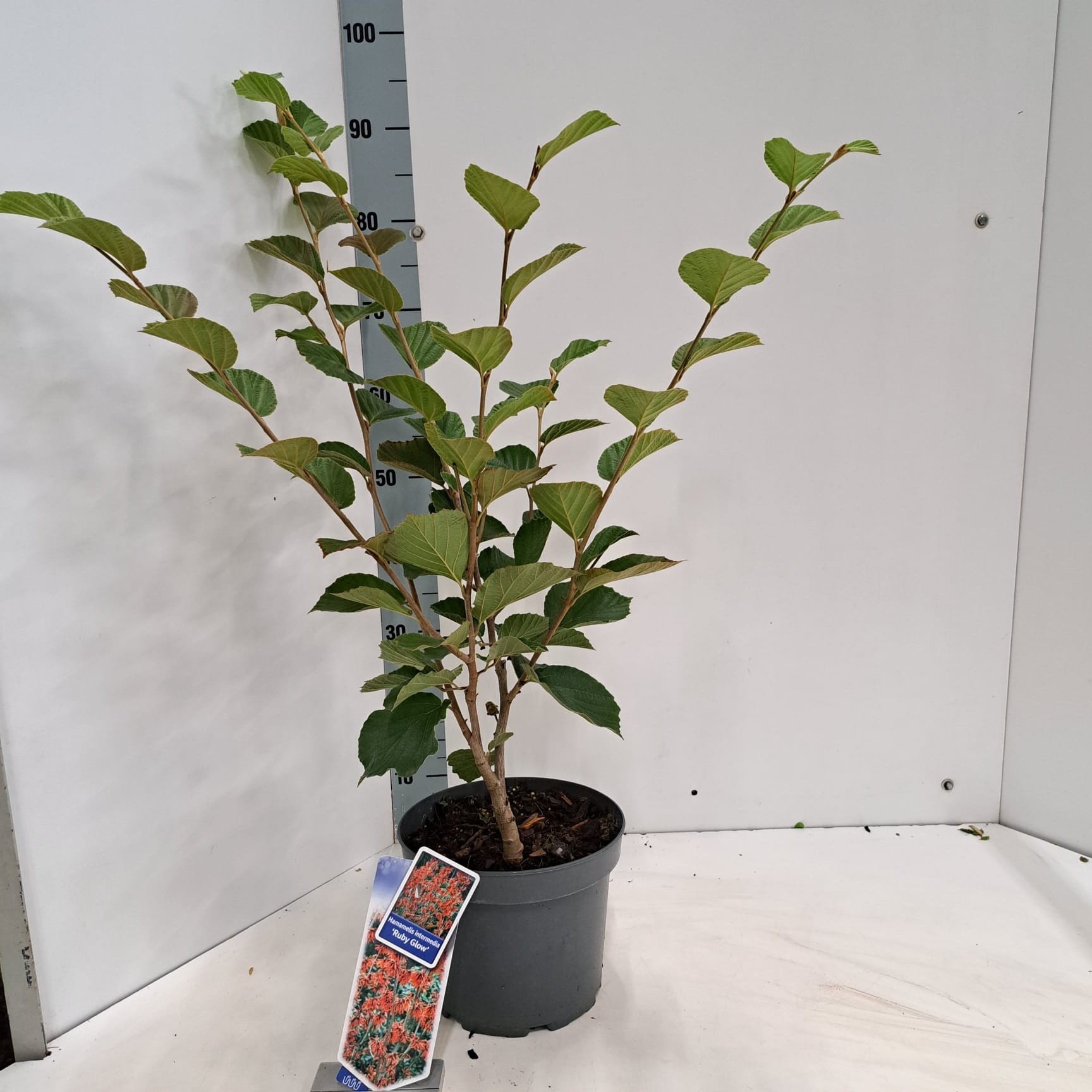 Hamamelis int. 'Ruby Glow', D 23 cm