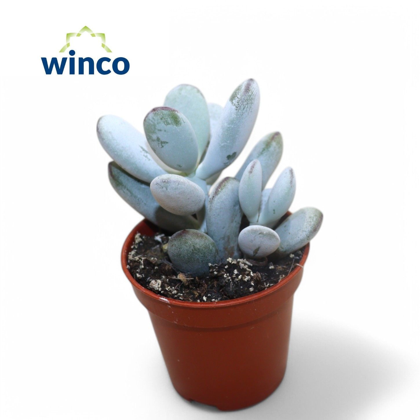 Cotyledon Orbiculata Higginsiae, D 5,5 cm