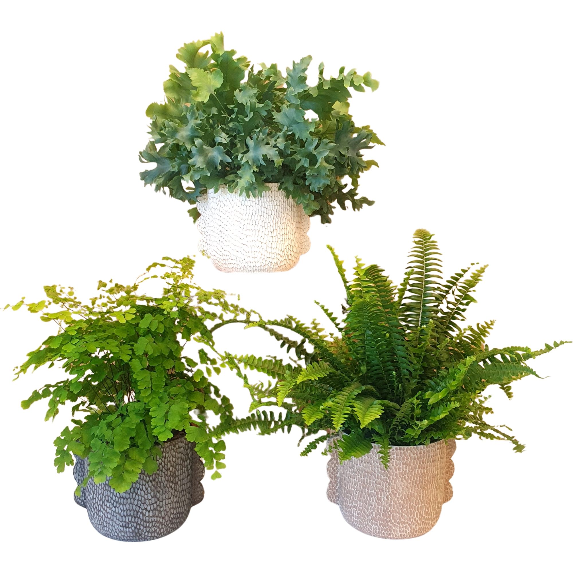 Varen mix in pot Ears, D 12