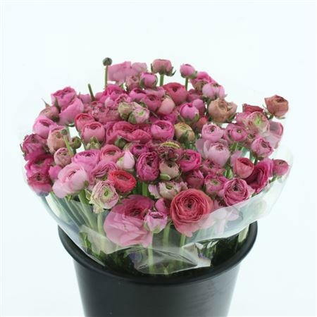 Ранункулус Элеганс Пинк 45, шт.
