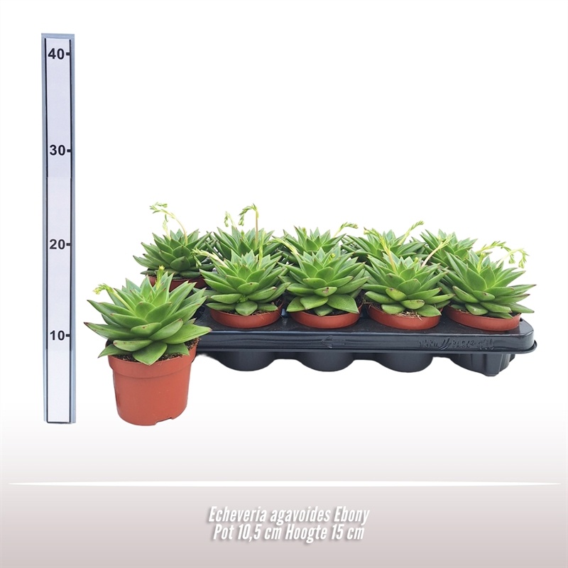 Echeveria agavoides Ebony, D 10,5