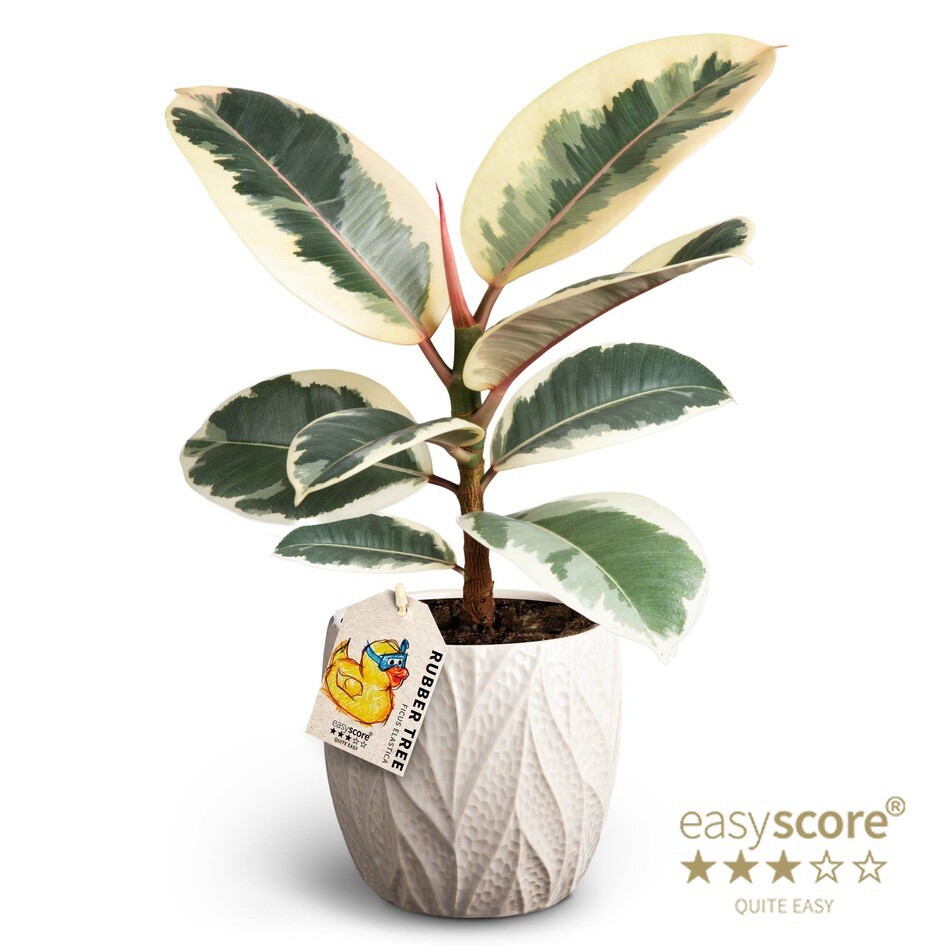 FICUS ELASTICA 41120737 Leaf Sand Tineke, D 12 cm FICUS ELASTICA 41120737 Leaf Sand Tineke, D 12 cm