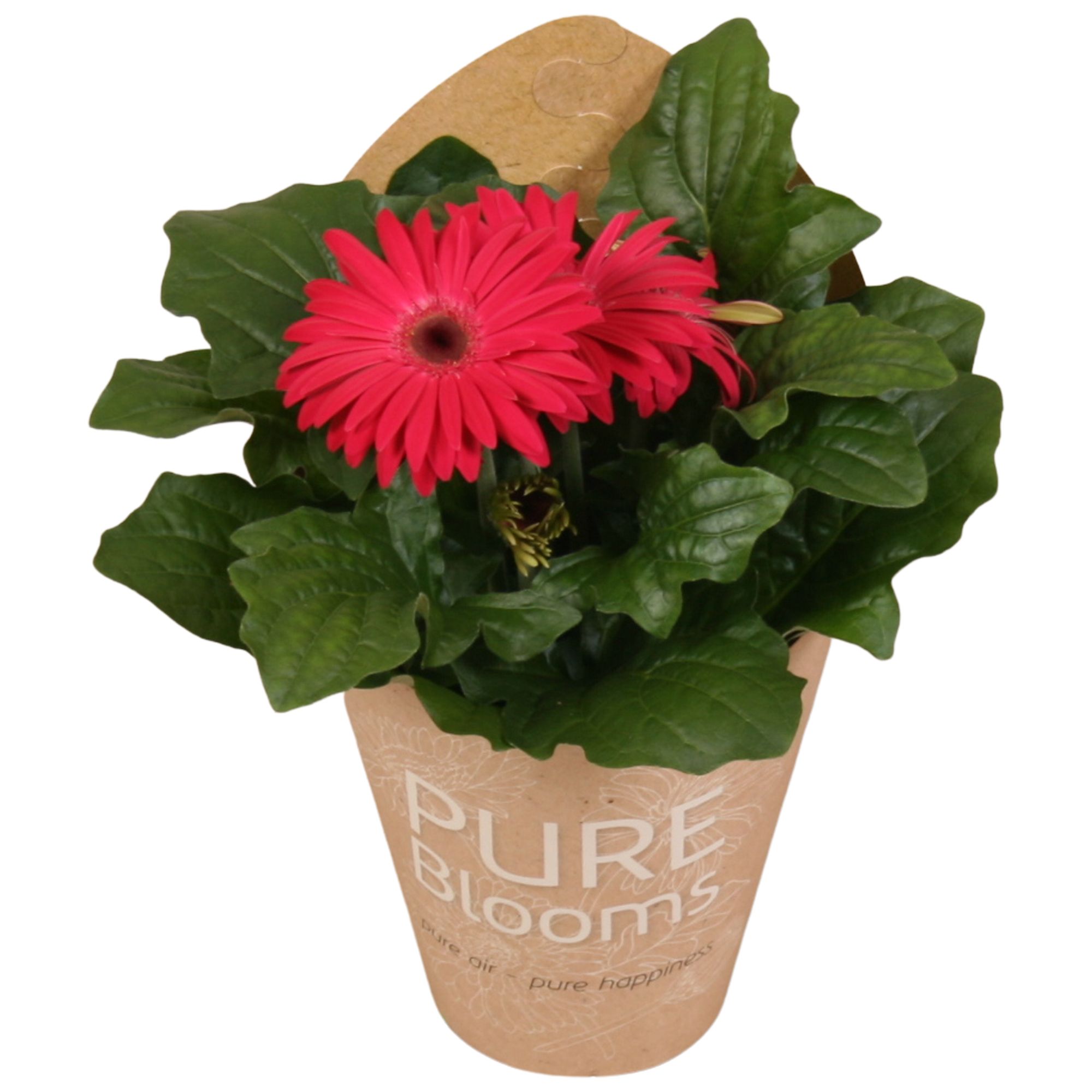 Gerbera paars 2+ bl12 cm in Pure Blooms draagtas eco, D 12 cm