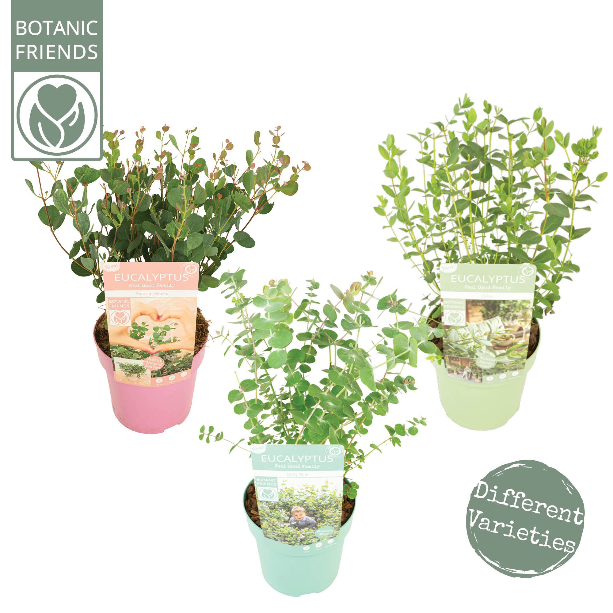 Eucalyptus Family Mix, D 15