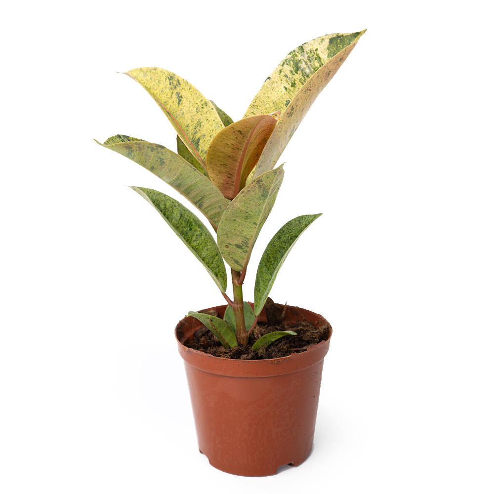 Фикус эластика шривериана 10 20 (предзаказ)