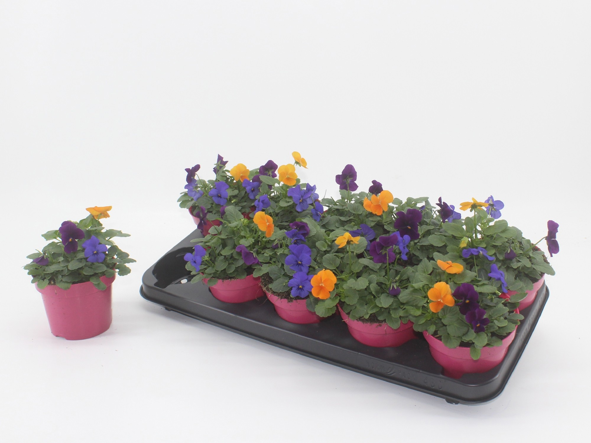 VIOLA Warschau, D 12