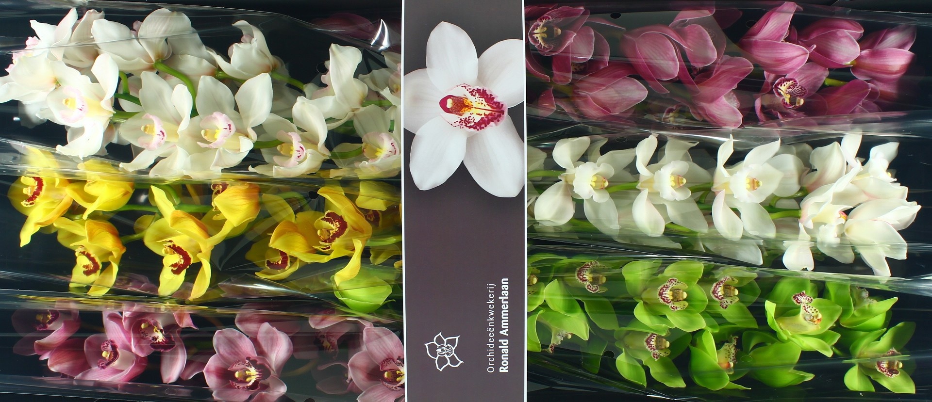 Цимбидиум Микс 80 x6, шт.