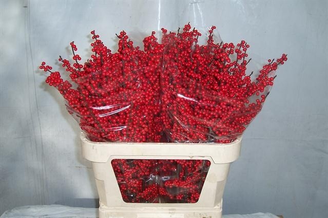 Илекс Красные ягоды 80, шт.