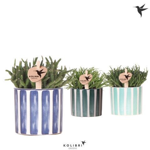Kolibri Greens Rhipsalis mix in Painted Stripe pot blue mix, D 6