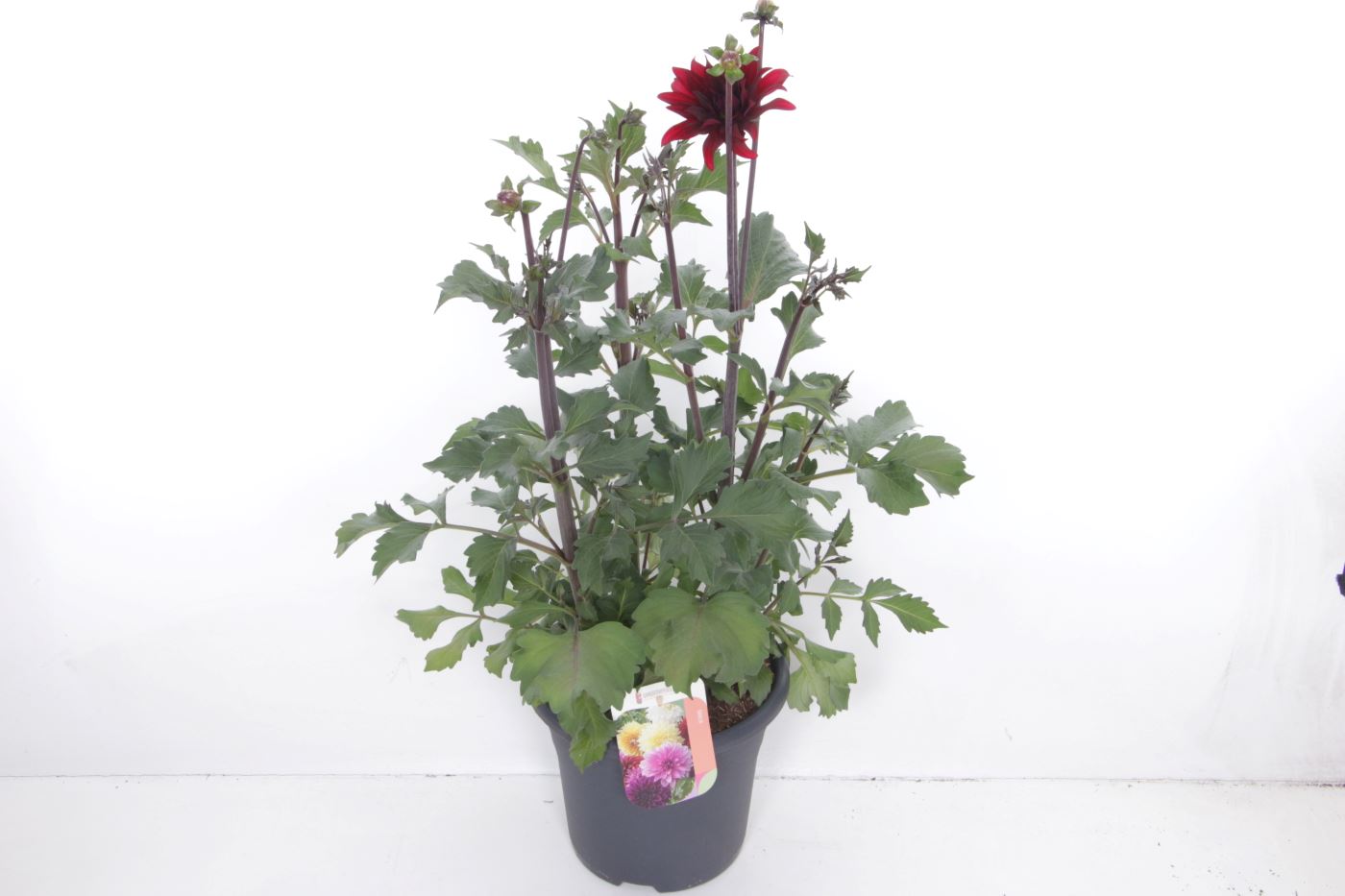 Dahlia hybr. Collection Cabernet, D 27