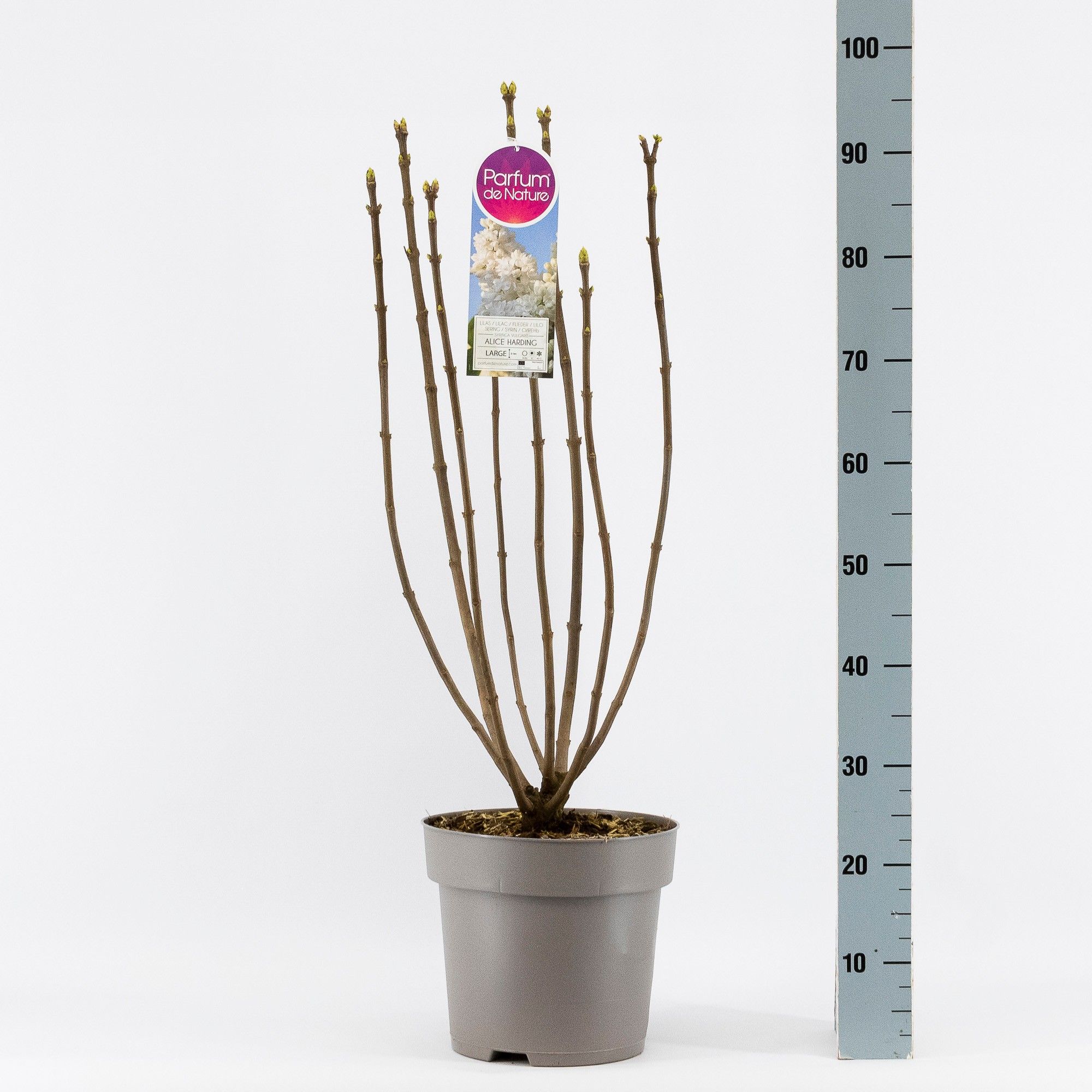 Syringa vul. Souv. d'Alice Harding, 2-jarig, C10 Solitair, D 27