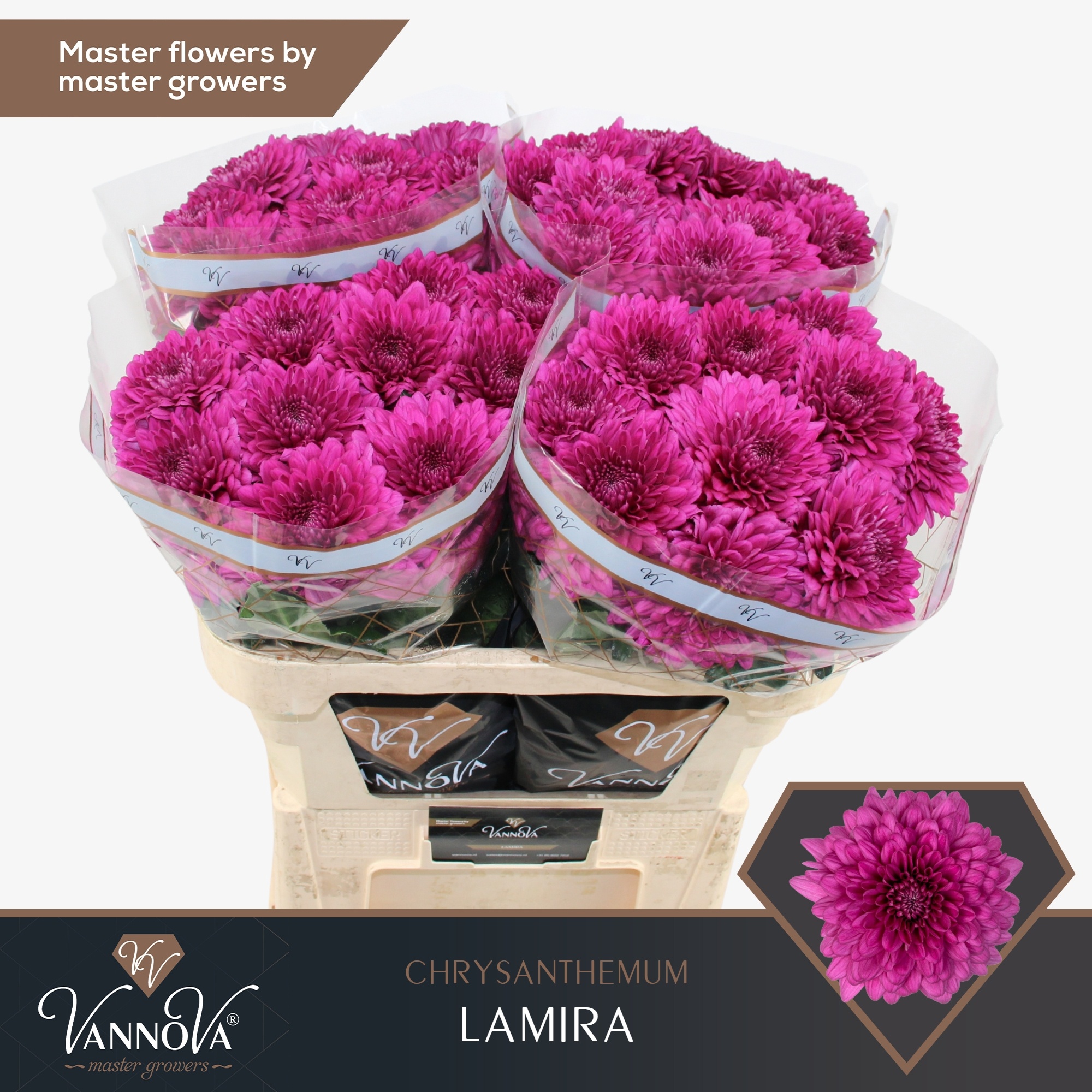 Хризантема од. Ламира 70, шт.