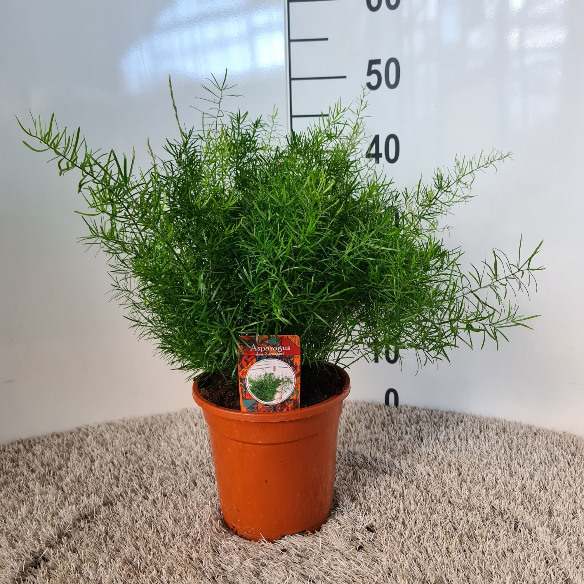 Asparagus d. sprengeri 'Mazeppa', D 17 cm Asparagus d. sprengeri 'Mazeppa', D 17 cm